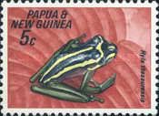 Treasury Island Treefrog (Hyla thesaurensis)