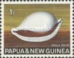 Common Egg Cowry (Ovula ovum)