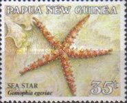 Spiny Sea Star (Gomophia egeriae)