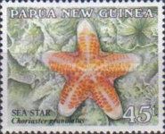 Granulated Sea Star (Choriaster granulatus)
