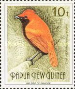 Crested Satinbird (Cnemophilus macgregorii)