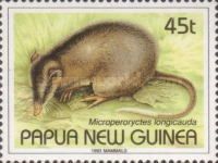 Striped Bandicoot (Microperoryctes longicauda)