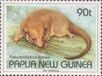 Painted Ringtail Possum (Pseudocheirus forbesi)