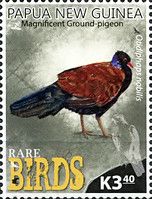 Magnificent Ground-Pigeon (Otidiphaps nobilis)