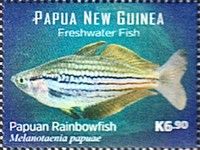Papuan Rainbowfish (Melanotaenia papuae)