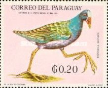 Purple Gallinule (Porphyrula martinica)
