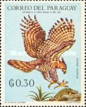 Ornate Hawk-Eagle (Spizaetus ornatus)