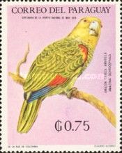 Yellow-crowned Parrot (Amazona ochrocephala)