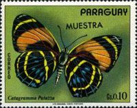 Neotropical Butterfly (Catagramma patazza)
