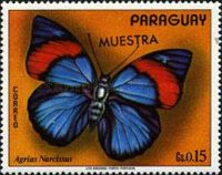 Nymphalid Butterfly (Agrias narcissus)
