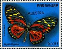 Butterfly (Papilio zagreus)