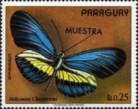 Brush-footed Butterfly (Heliconius chestertoni)