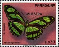Dido Longwing (Metamorpha dido)