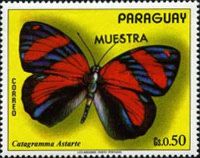 Astarte Eighty-eight (Callicore astarte)