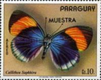 Brus-footed Butterfly (Callithea saphhira)
