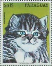 Domestic Cat (Felis silvestris catus)
