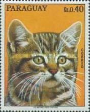 Domestic Cat (Felis silvestris catus)