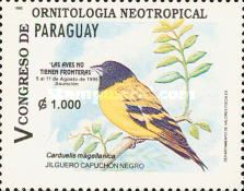 Hooded Siskin (Carduelis magellanica)
