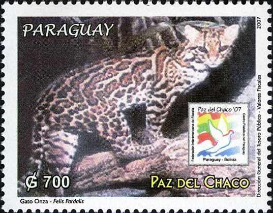 Ocelot (Leopardus pardalis)