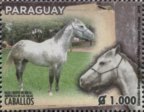 Quarter Horse (Equus ferus caballos)