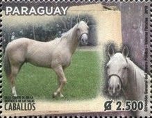 Quarter Horse (Equus ferus caballos)