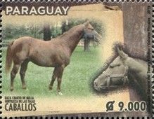 Quarter Horse (Equus ferus caballos)