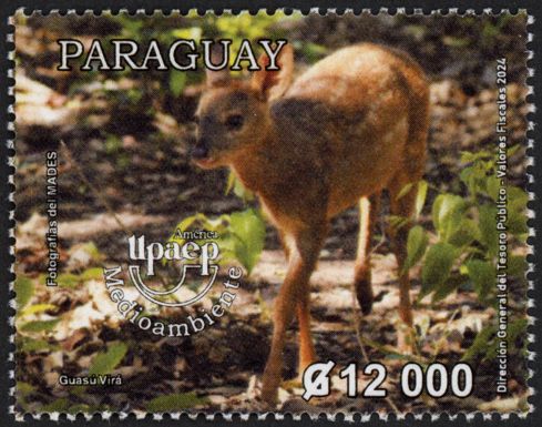 Brown Brocket Deer (Mazama gouazoubira)