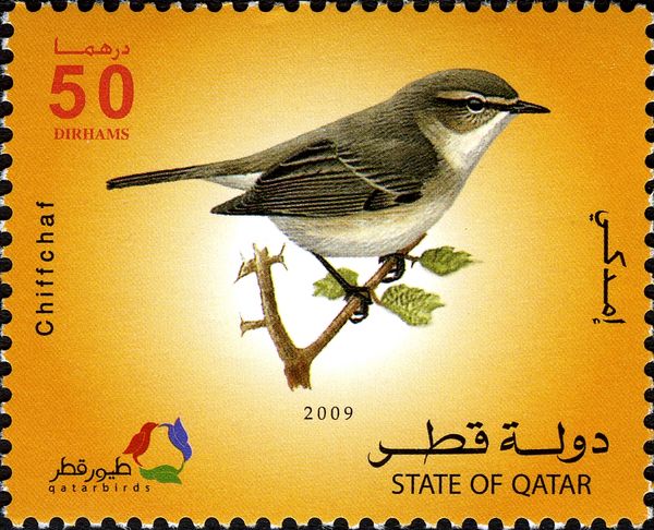 Common Chiffchaff (Phylloscopus collybita)