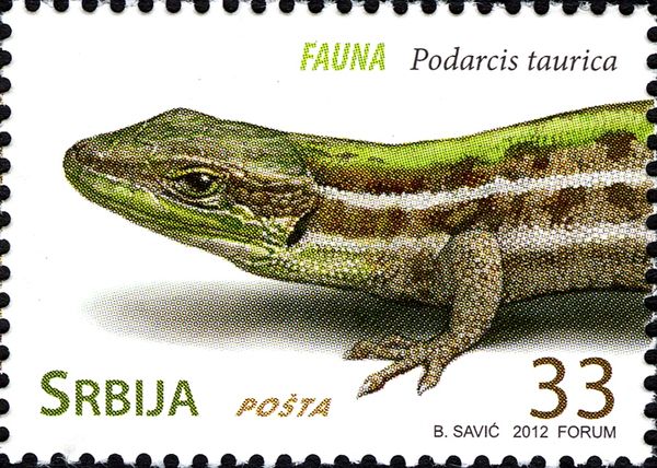 Crimean Wall Lizard (Podarcis taurica)