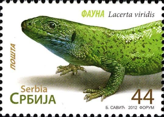 Green Lizard (Lacerta viridis)