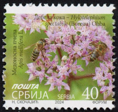 Butterfly Stonecrop (Hylotelephium spectabile) 2024 Imprint