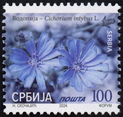 Chicory (Cichorium intybus L) 2024 imprint