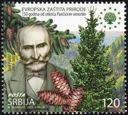 Josif Pančić & Pančić's Spruce (Picea omorika)