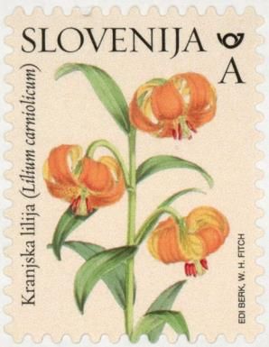 Carniolan Lily (Lilium carniolicum)