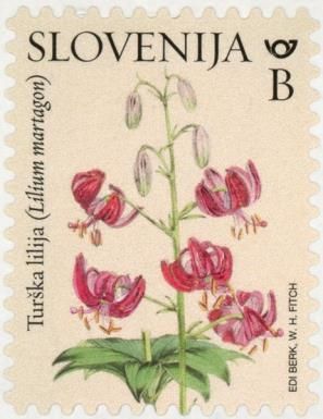 Turk's Cap Lily (Lilium martagon)