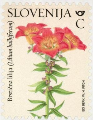 Orange Lily (Lilium bulbiferum)
