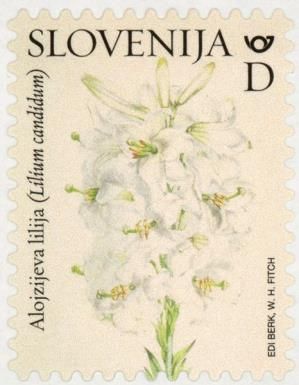 Madonna Lily (Lilium candidum)