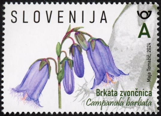 Bearded Bellflower (Campanula barbata)