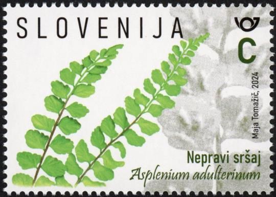 Corrupt Spleenwort (Asplenium adulterinum)