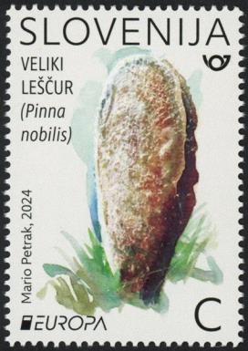 Noble Pen Shell (Pinna nobilis)