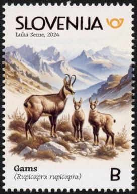 Chamois (Rupicapra rupicapra)
