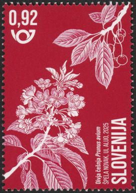 Wild Cherry (Prunus avium)