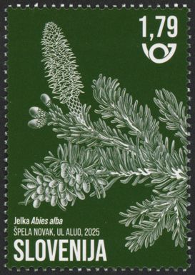 Silver Fir (Abies alba)