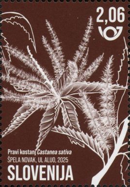 Sweet Chestnut (Castanea sativa)