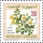 Rosa Canina