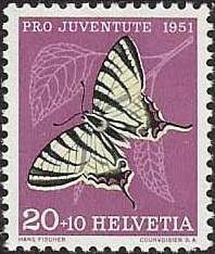 Scarce Swallowtail (Iphiclides podalirius)