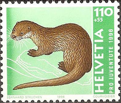 Eurasian Otter (Lutra lutra)