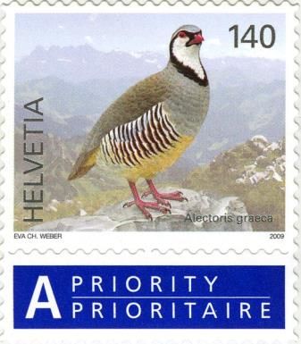 Rock Partridge (Alectoris graeca)