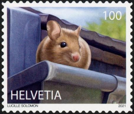 Long-tailed Field Mouse (Apodemus sylvaticus)