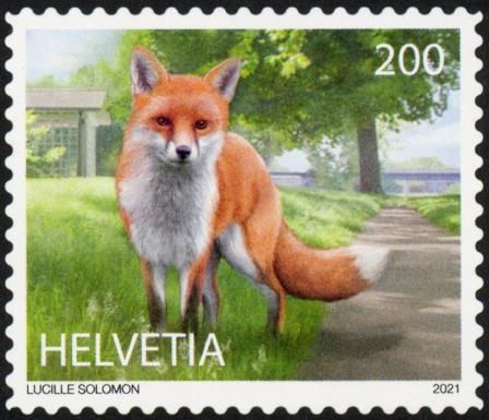 Red Fox (Vulpes vulpes)